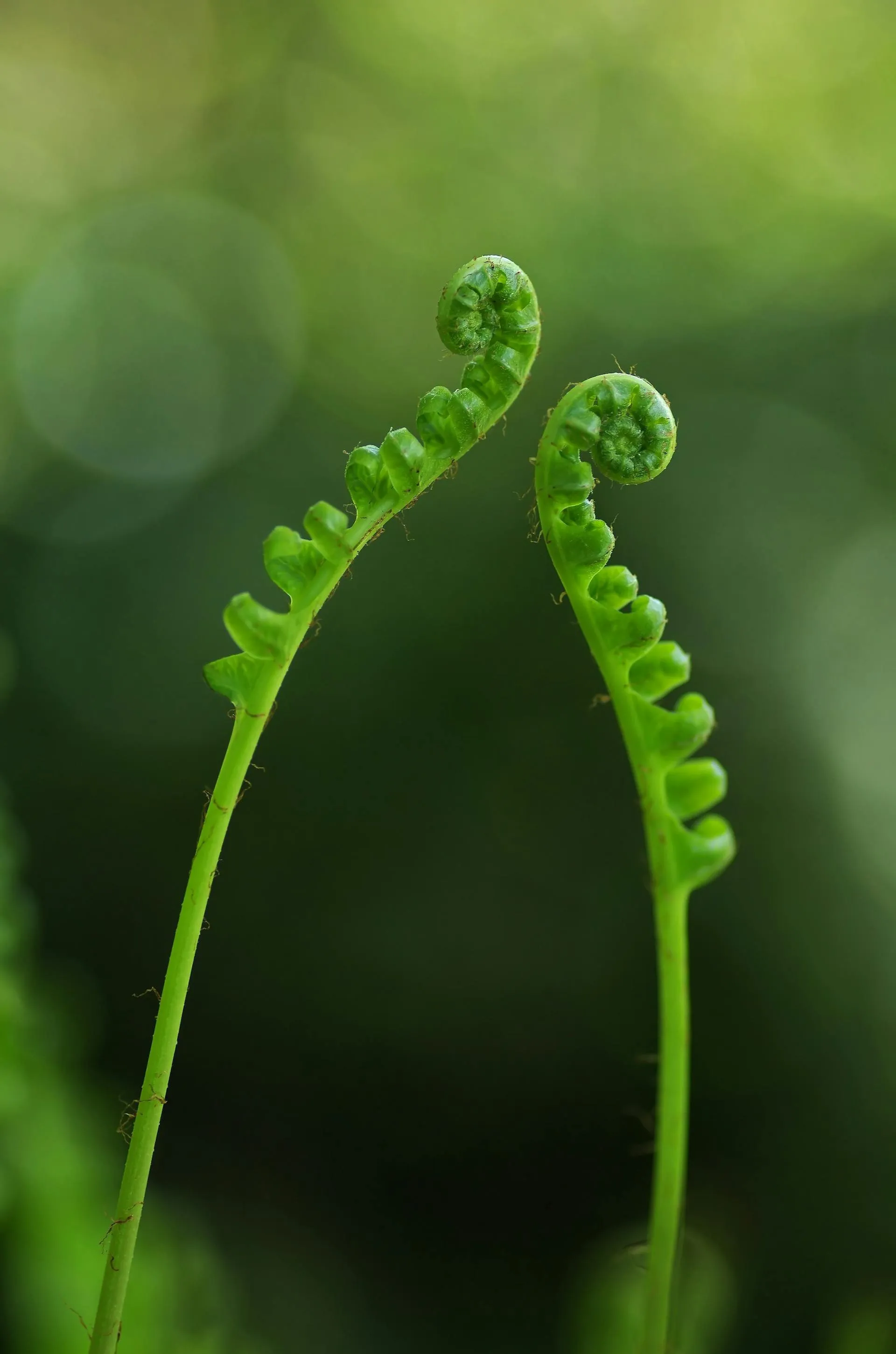 An image of some ferns